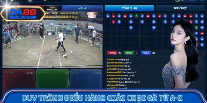 Quy trình điều hành giải chọi gà từ A-Z